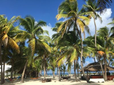 Photo d'une plage avec des palmiers